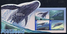 WWF, Whales 4v m/s