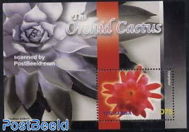 Orchid cactus s/s, Epiphyllum s/s