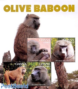 Olive Baboon 4v m/s