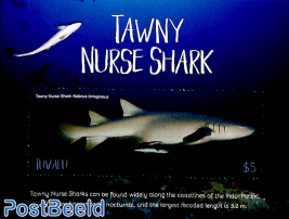 Tawny Nurse Shark s/s