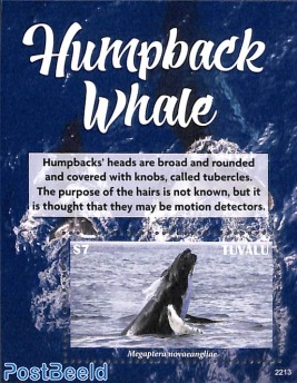 Humpback Whale s/s