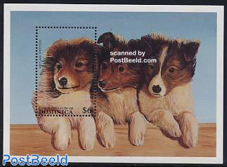 Shetland sheepdog s/s