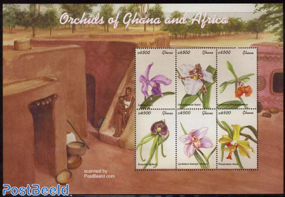 Orchids 6v m/s, cattleya