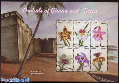 Orchids 6v m/s, Odeontoci