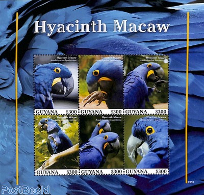 Hyacinth Macaw 6v m/s