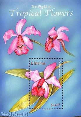 Orchid s/s, Cattleya violacea