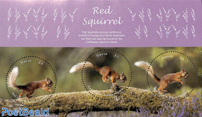 Red Squirrel 3v m/s