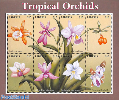 Orchids 8v m/s