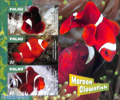 Maroon Clownfish 3v m/s