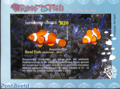 Reef fish s/s