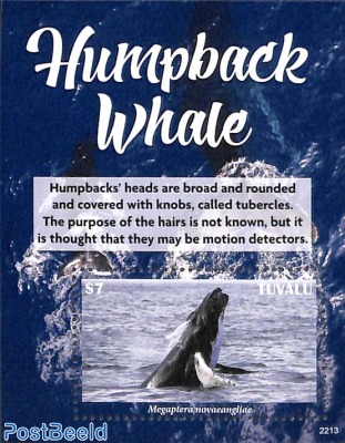 Humpback Whale s/s